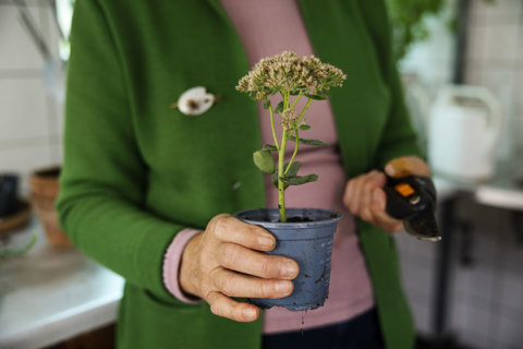 Billeder viser et par hænder som holder en lille plante i en potte.