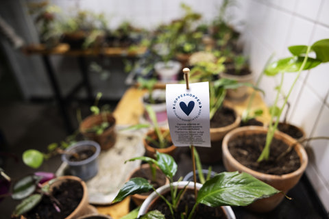 Billedet viser mange planter på et bord.